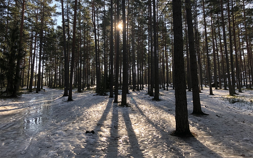 Snowy forest Stockholm